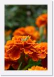 Flowers 100